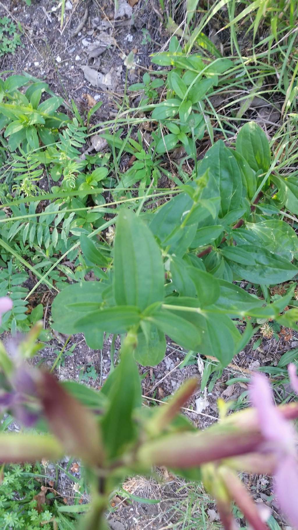Saponaria officinalis  (Caryophyllaceae)